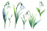 Fototapeta Tulipany - snowdrops isolated on white background, botanical herbal watercolor illustration for wedding or greeting card, wallpaper, wrapping paper design, textile, scrapbooking