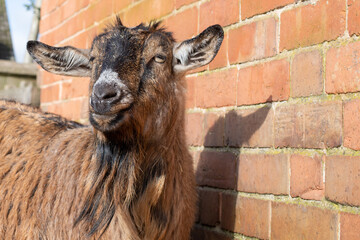 Wall Mural - brown goat 