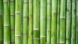 Fototapeta Sypialnia - green bamboo fence background