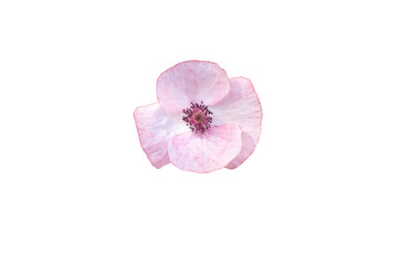 Wall Mural - Beautiful pink poppy flower isolated on white background.
