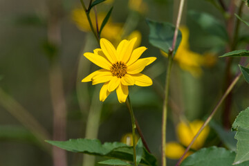 Poster - yellow flowers in the garden