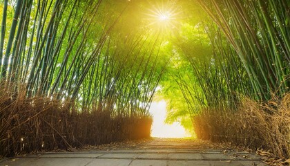 Wall Mural - tunnel bamboo tree with sunlight