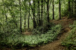 Wandern iim Wald und in der Natur umgeben von grünen Bäumen
