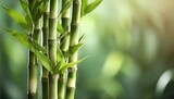 Fototapeta Dziecięca - green bamboo stems on blurred background space for text