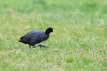 Wall Mural - Eurasian Coot on a field ( Fulica Atra ). 