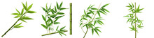 Bamboo Tree Leaf Plant Stem And Stick Hyperrealistic Highly Detailed Isolated On Transparent Background Png File