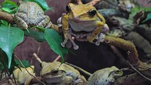 Close Up Of Tree Frogs Sitting On A Branch