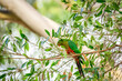Australian king parrot (Alisterus scapularis) a medium-sized parrot bird with green plumage, the animal sits high on a branch of a eucalyptus tree in a city park.