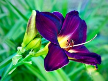 A Close Photo Of The Bloom Of A Purple Daylily With A Yellow Center.