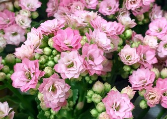 Wall Mural - Bright pink Kalanchoe flowers full frame