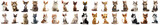 Fototapeta  - set of cute cartoon Cats in a sitting position