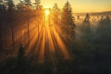 Majestic Woodland At Sunrise. Aerial Photograph With Light Rays Coming Through Trees. Nature Background.