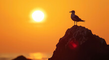 A Lone Seagull Perched On A Rock Its Silhouette Illuminated Against The Dazzling Backdrop Of The Setting Sun.