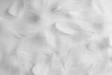 Fototapeta Boho - Beautiful fluffy bird feathers on white background, flat lay