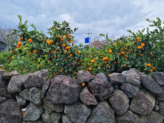 Canvas Print - a citrus plantation and a stone wall made of basalt.