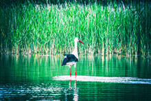 The Stork Stands In The Lake And Waits For Frogs And Fish, Hungry Stork, Spring Time At The Lake
