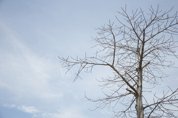 Sticker - a tree with no leaves and a sky background