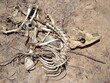 bovine skeleton killed by drought in the semi-arid region