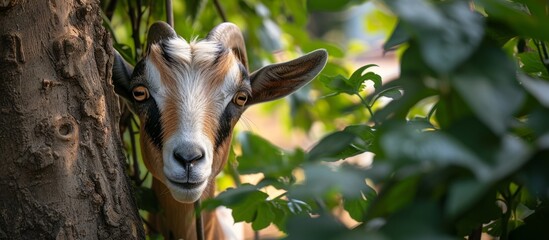 Wall Mural - Playful Goat Playfully Hiding Behind Tree and Bush