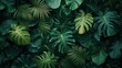 © Jennifer - Group background of dark green tropical leaves ( monstera, palm, coconut leaf, fern, palm leaf,bananaleaf) background. concept of nature