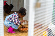 © CandyRetriever  - Happy little African girl farmer collect organic chicken eggs on the ground put in a basket in chicken coop. Children kid learning to raise the chickens with nature food in farm on summer vacation.