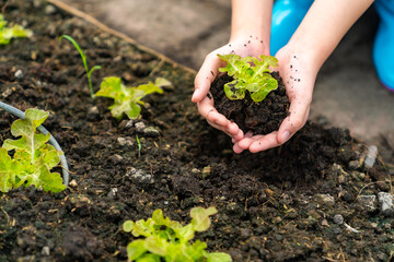 Teenage girl holding young vegetable seedling with soil in her hands in agriculture farm. Young farmer learning to grow organic vegetables for healthy food and sustainable living in greenhouse garden.