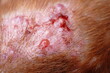 Skin of animals with dermatological allergies, blisters caused by the animal scratching