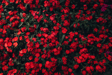 Flowers in the greenhouse,Dark red flower pattern