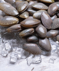 Canvas Print - Clams for cooked food on ice