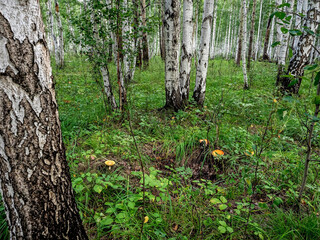 Wall Mural - forest landscape with birch trees