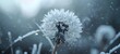 Close up of grown dandelion isolate on blurred droplet background. copy space.