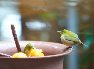 ご飯を食べる２羽の野鳥のメジロ