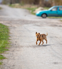 Wall Mural - A red dog runs across the road