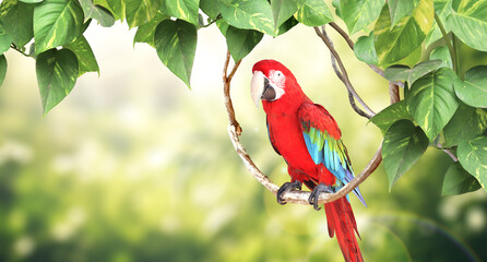 Poster - Horizontal nature background with Ara parrot (Ara macao) sits on a liane among tropical leaves. Sunny blurred backdrop with Scarlet Macaw. Copy space for text