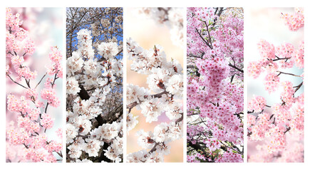 Aufkleber - Set of vertical banner with sakura flowers of white and pink colors. Collection of beautiful nature spring background with a branch of blooming sakura. Hanami time in Japan. Copy space for text