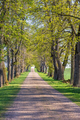 Sticker - Tree lined dirt road a sunny day in the countryside