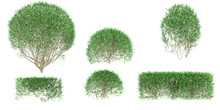 3d Rendering Of Dwarf Orange Jessamine Trees On Transparent Background