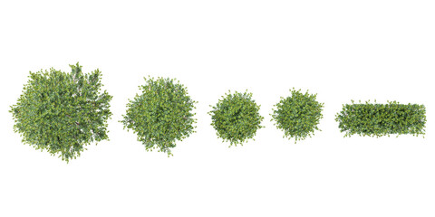 from top view of blue holly trees with transparent background, 3d rendering, for illustration, digit