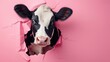 Funny cow peeks out through hole in the paper pink background, surprised wonder, creative minimal concept. Сow amazed for sale, poster, shopping, advert, veterinary clinic.