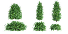 Tropical Commo Yew Trees Isolated Used For Architecture,white Background