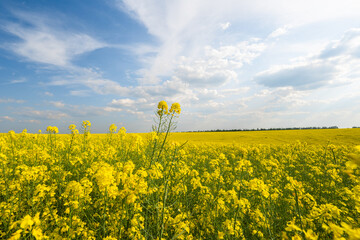 Sticker - field with blooming rapeseed