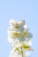 Canvas Print - jasmine flowers blooming