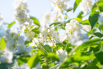 Canvas Print - jasmine flowers blooming