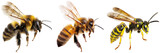 Collection of a flying bumblebee, bee and wasp isolated on a transparent background