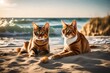 Write a comparative analysis of different cat breeds and their behaviors in beach environments, highlighting regional variations.