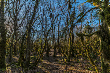 Wall Mural - Bois moussu au col de La Pérouse à Ramasse, Ain, France