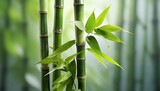 Fototapeta Sypialnia - bamboo with leaves