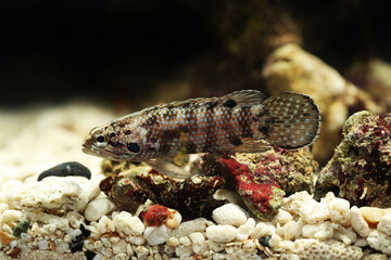 Wall Mural - Spotgill or bluegill Longfin (Plesiops corallicola)