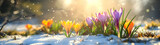 Fototapeta  - Colorful crocus flowers and grass growing from the melting sun, blue sky and sunshine in the background. Concept of spring coming and winter leaving.