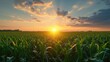 A picturesque view of the sun setting over a vast corn field. Perfect for agricultural or nature-themed projects